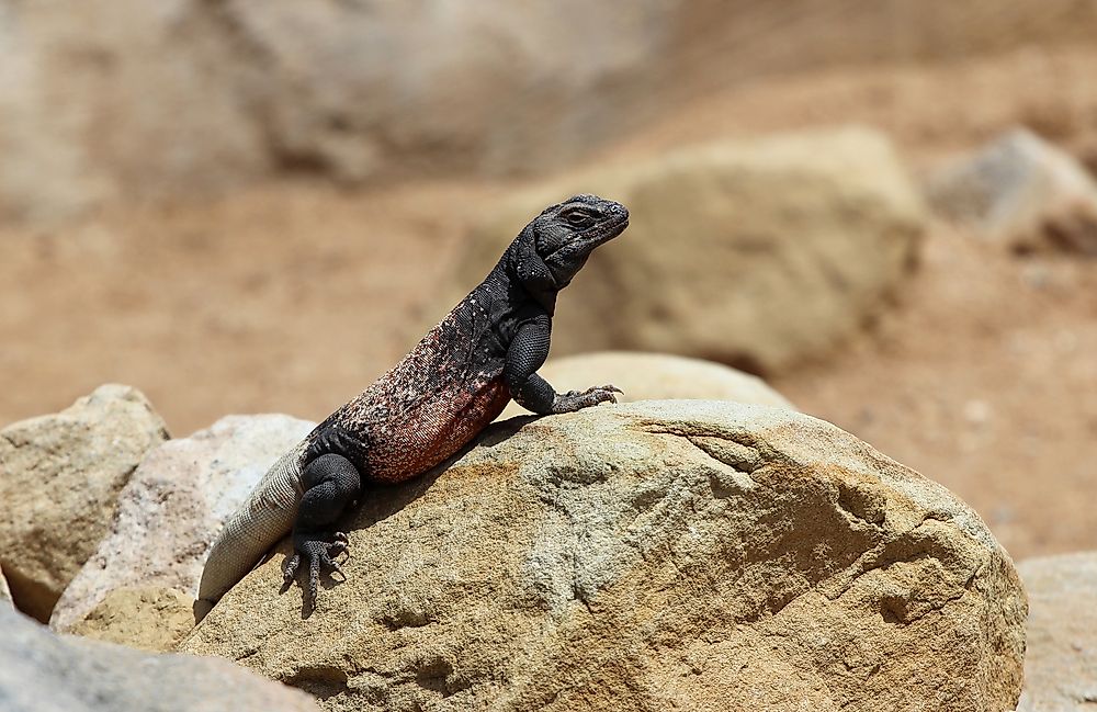 What Animals Live In Death Valley?