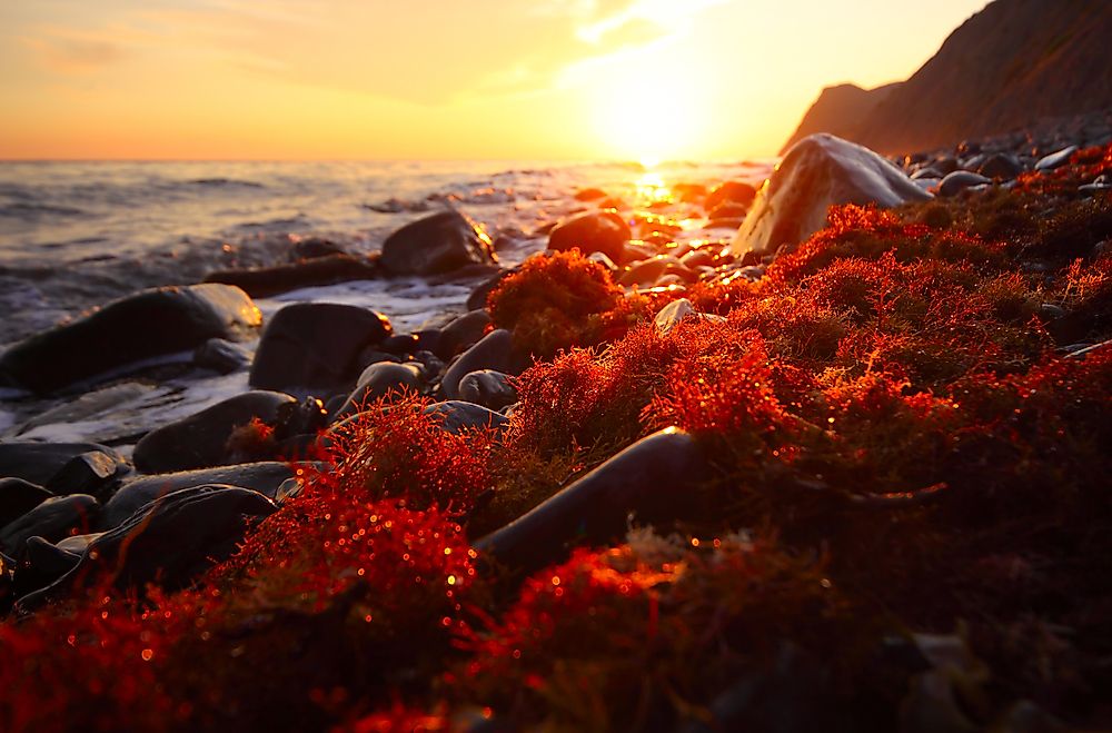The Major Types Of Algae