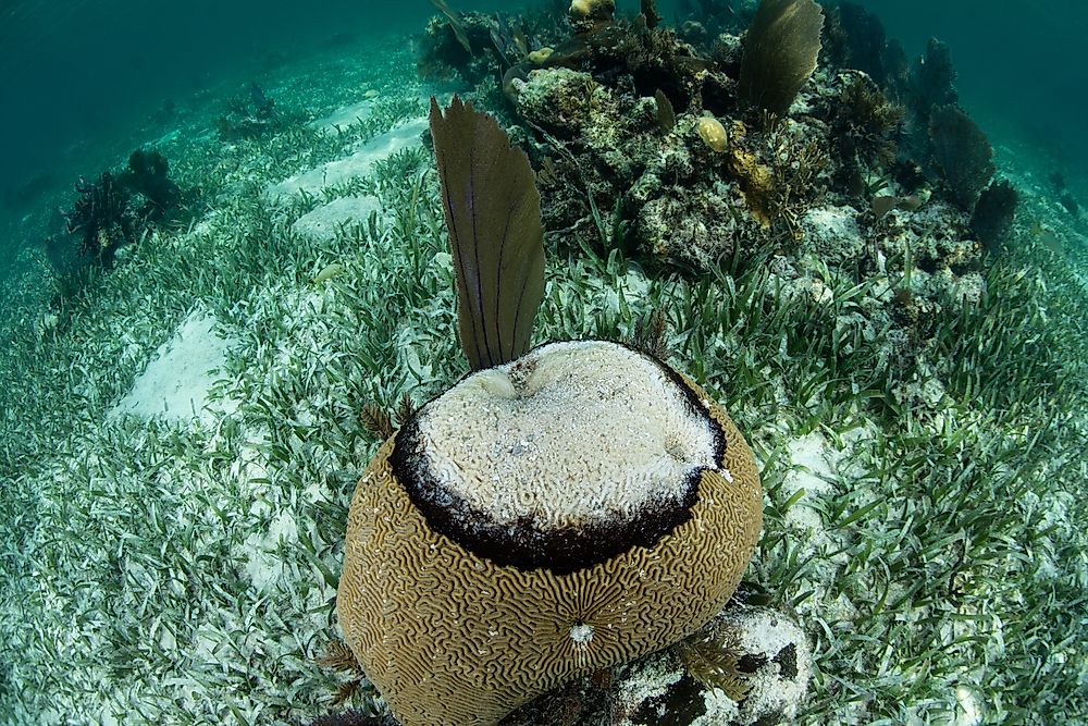 Types of Coral Disease