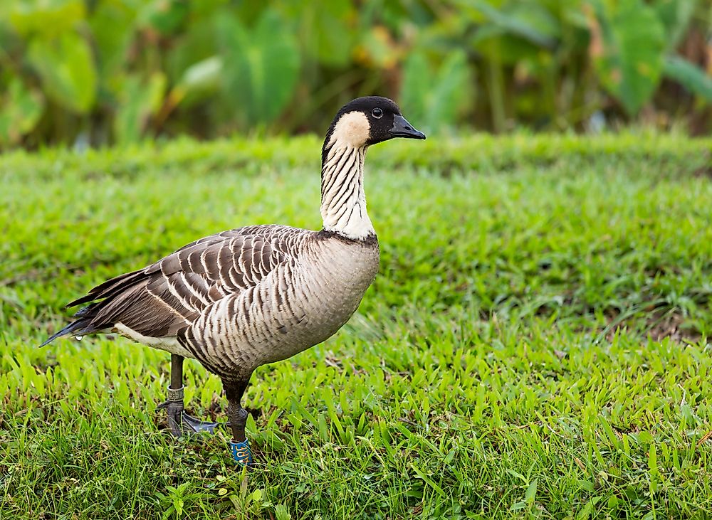 What Is The Hawaii State Bird?