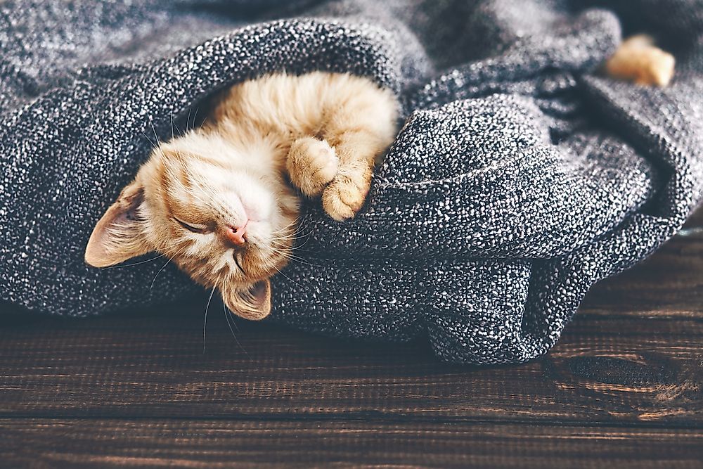 How Many Cats Are There in the World?