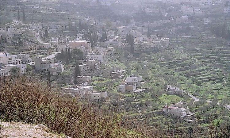 Land Of Olives - Battir Groves And Vineyards Of Palestine