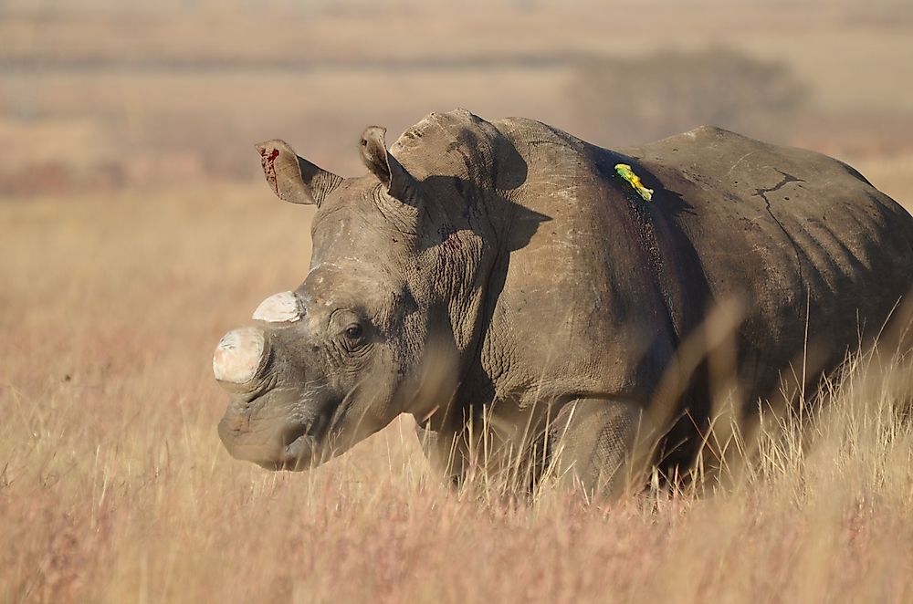 What Is Poaching?