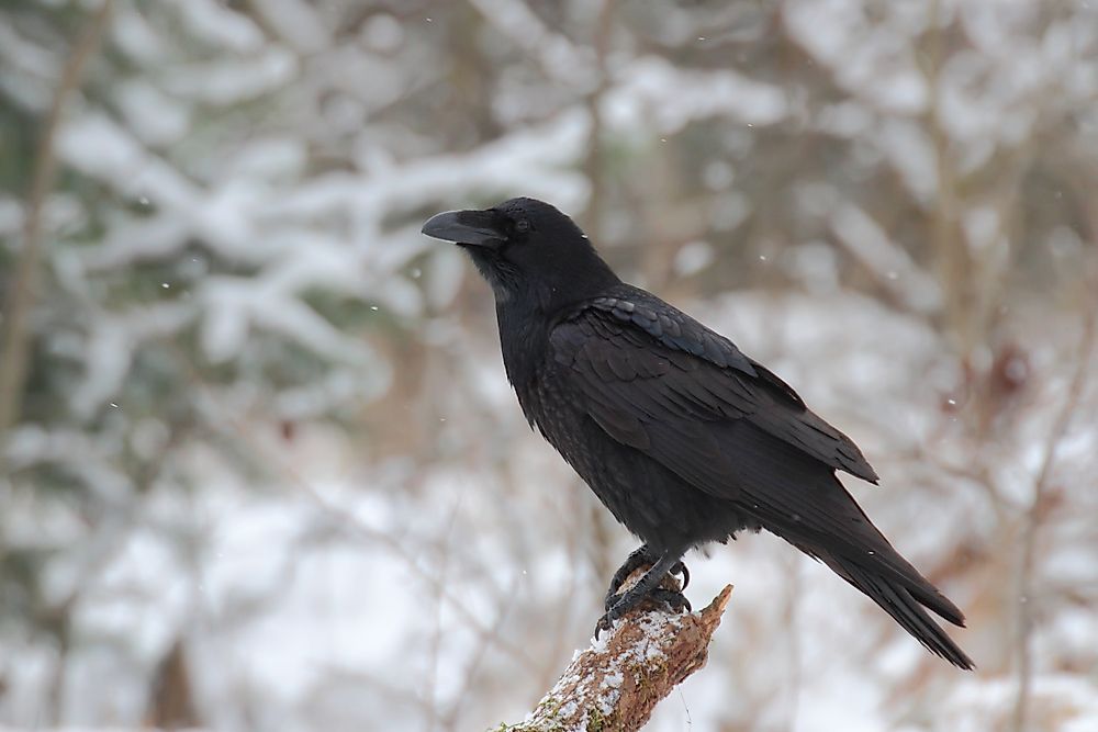 What is the Difference Between a Raven and a Crow?