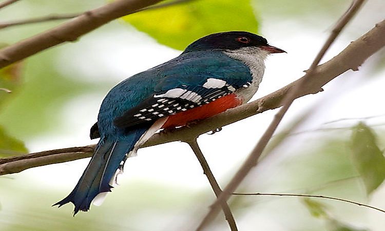 Animals And Birds Of Cuba