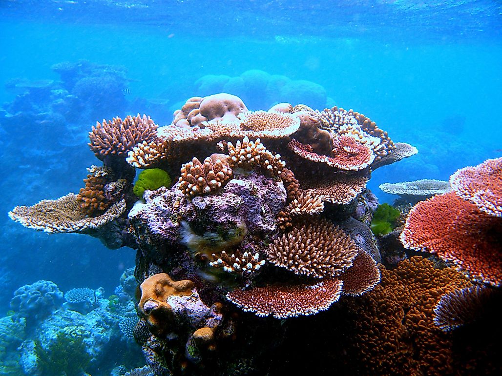 What Are Corals And Why Are They Important?