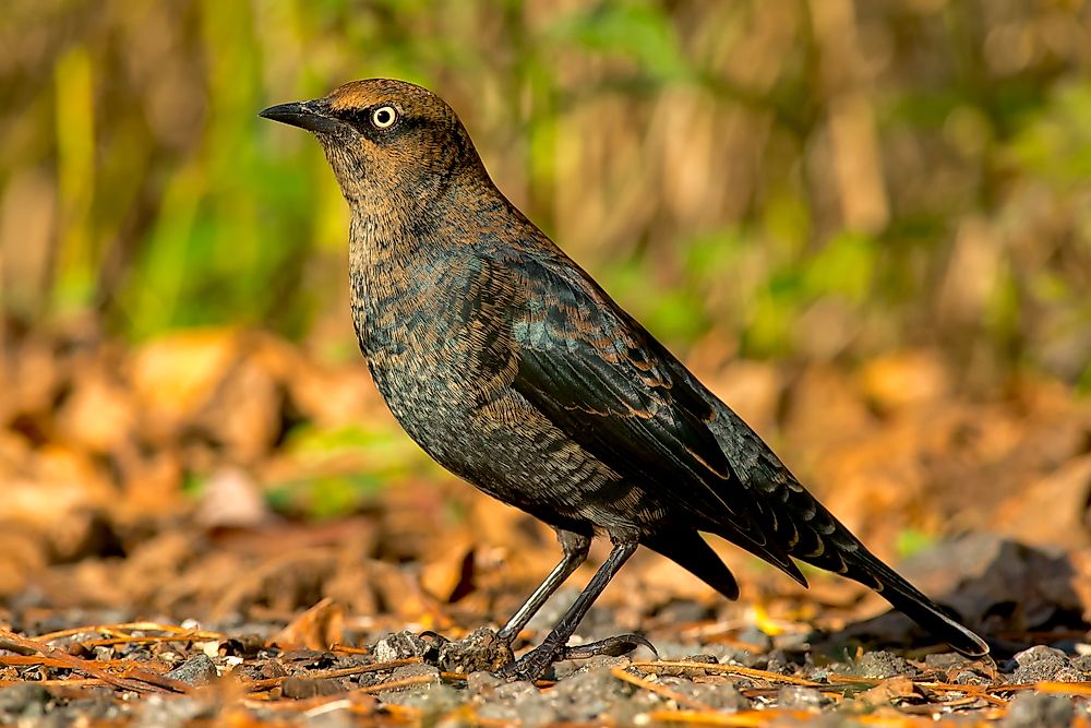 What Kind of Birds Are Found in Canada?
