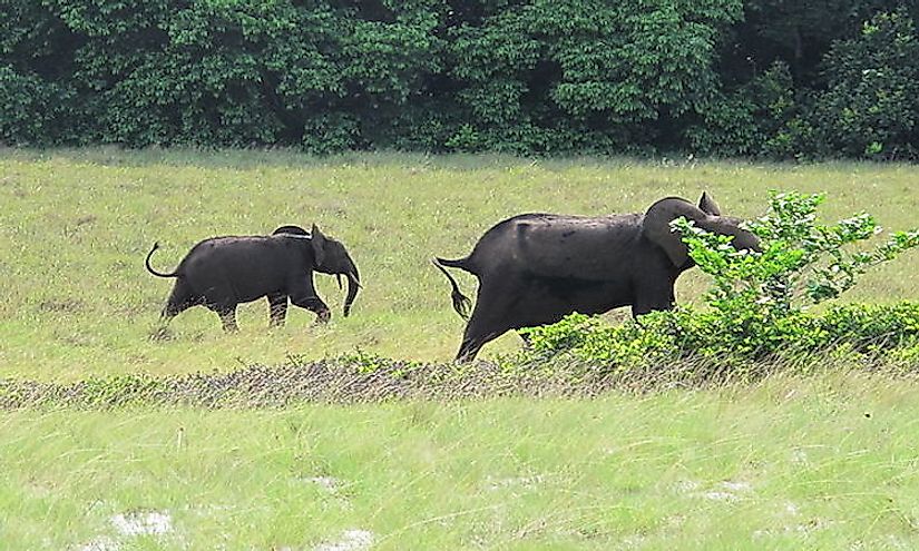 Gabon's National Parks: Safe Havens For The Country's Wildlife