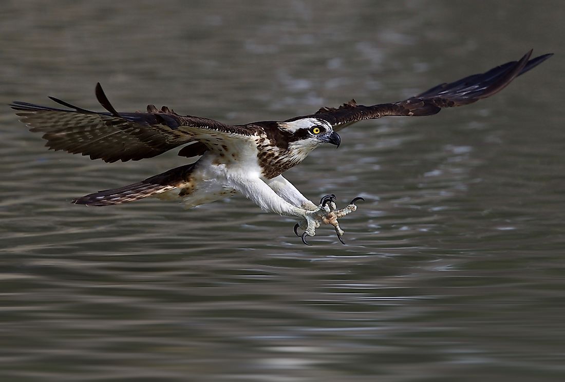 Native Birds Of Saudi Arabia