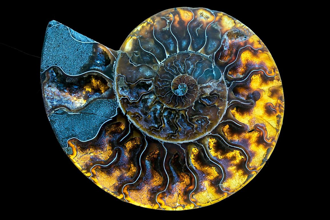 Ammolite And Ammonite: What Is The Difference?