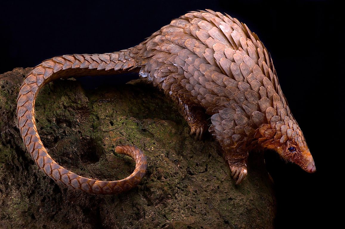 10 Rare Animals With Fascinating Adaptations You Have To See