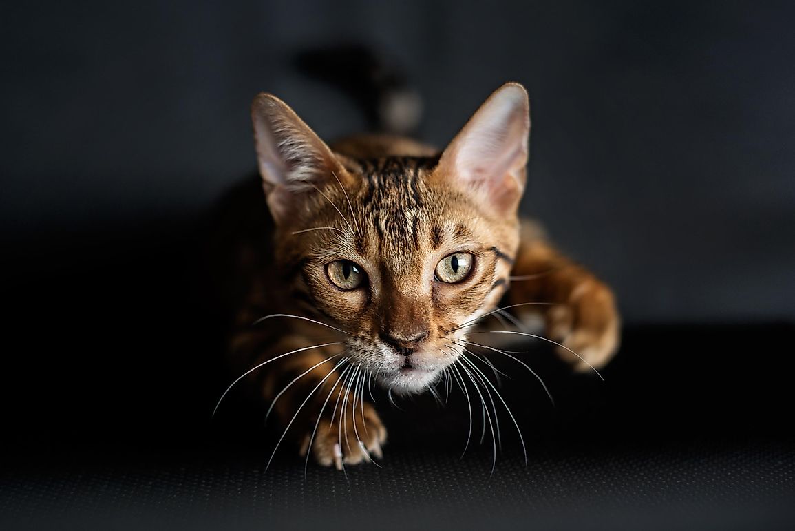 How Many Animals Do House Cats Kill?