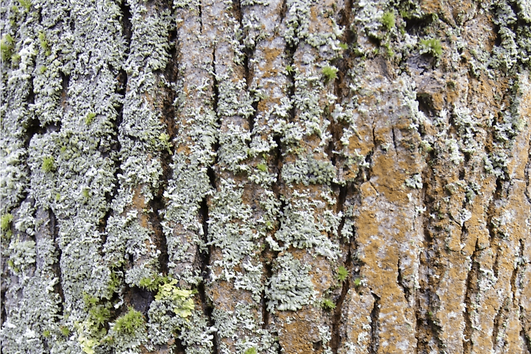 What Is A Microhabitat?