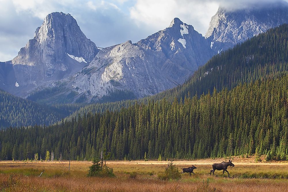 Animals That Live in Canada