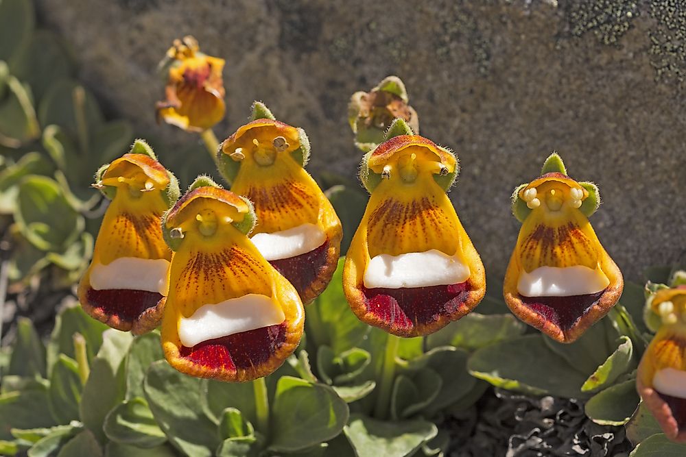 Native Plants Of Argentina