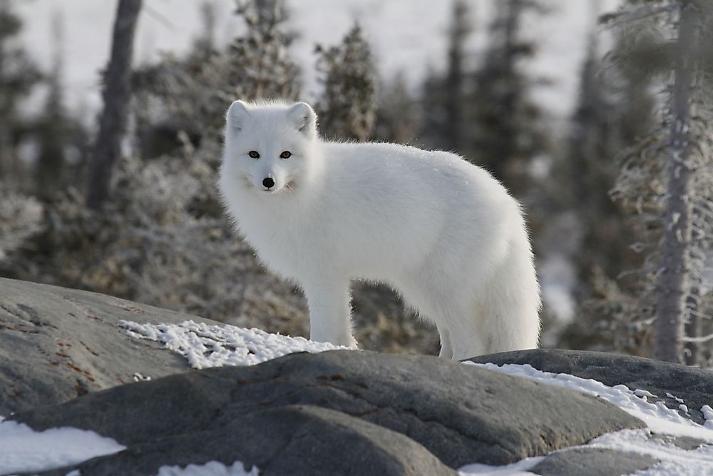 The Twelve Species Of True Foxes