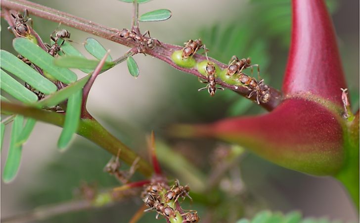 Which Spider Is Known For Its Mostly Herbivorous Diet?