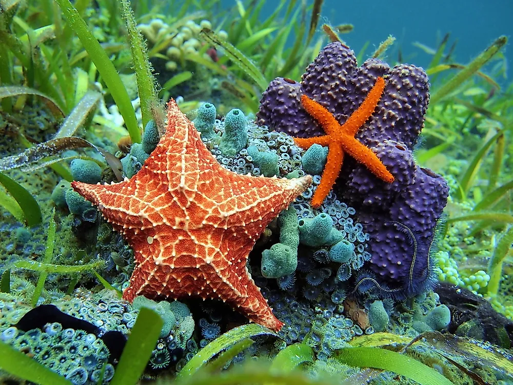What are Echinoderms?