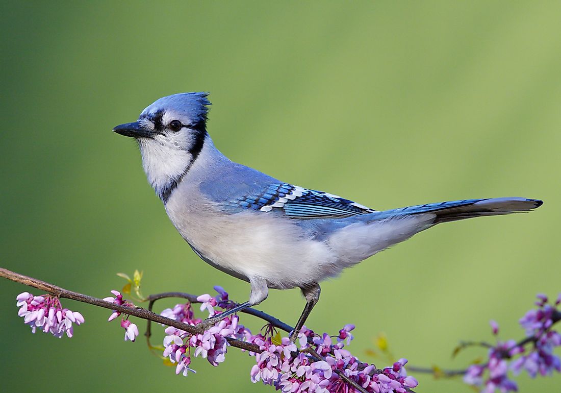 Blue Jay with Crazy Hair - wide 8