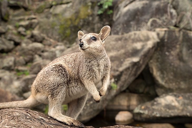 Wallaby Facts: Animals of Oceania
