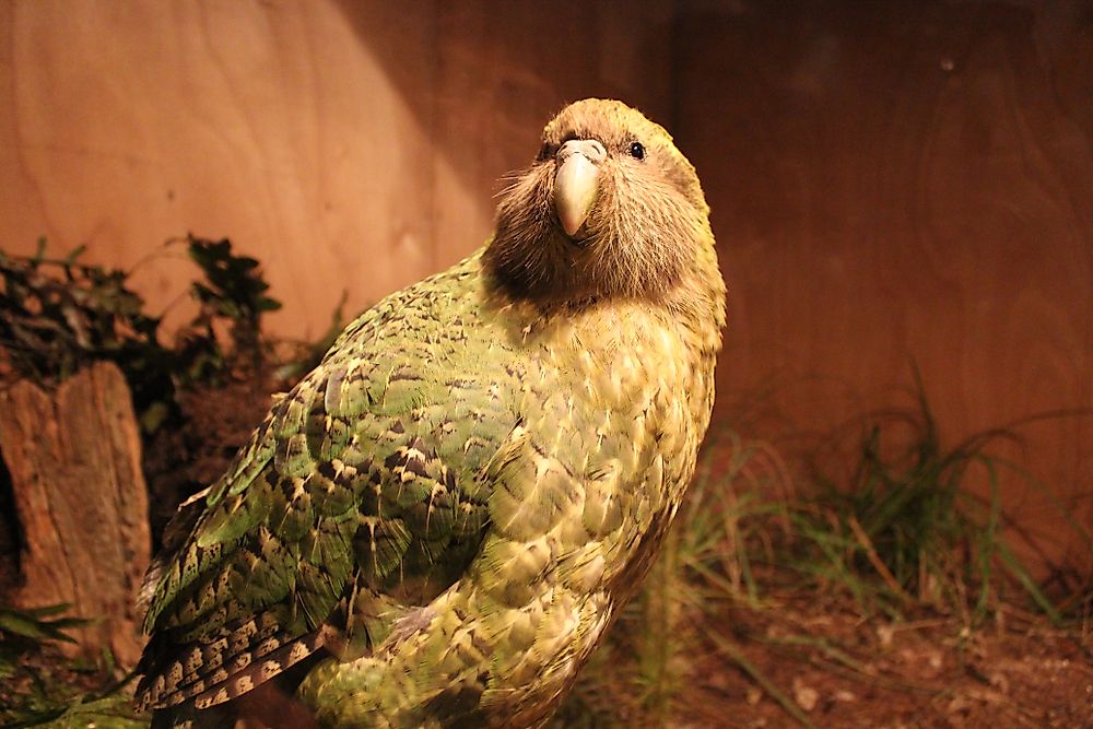 The New Zealand Activist Who Fought For the Kakapo