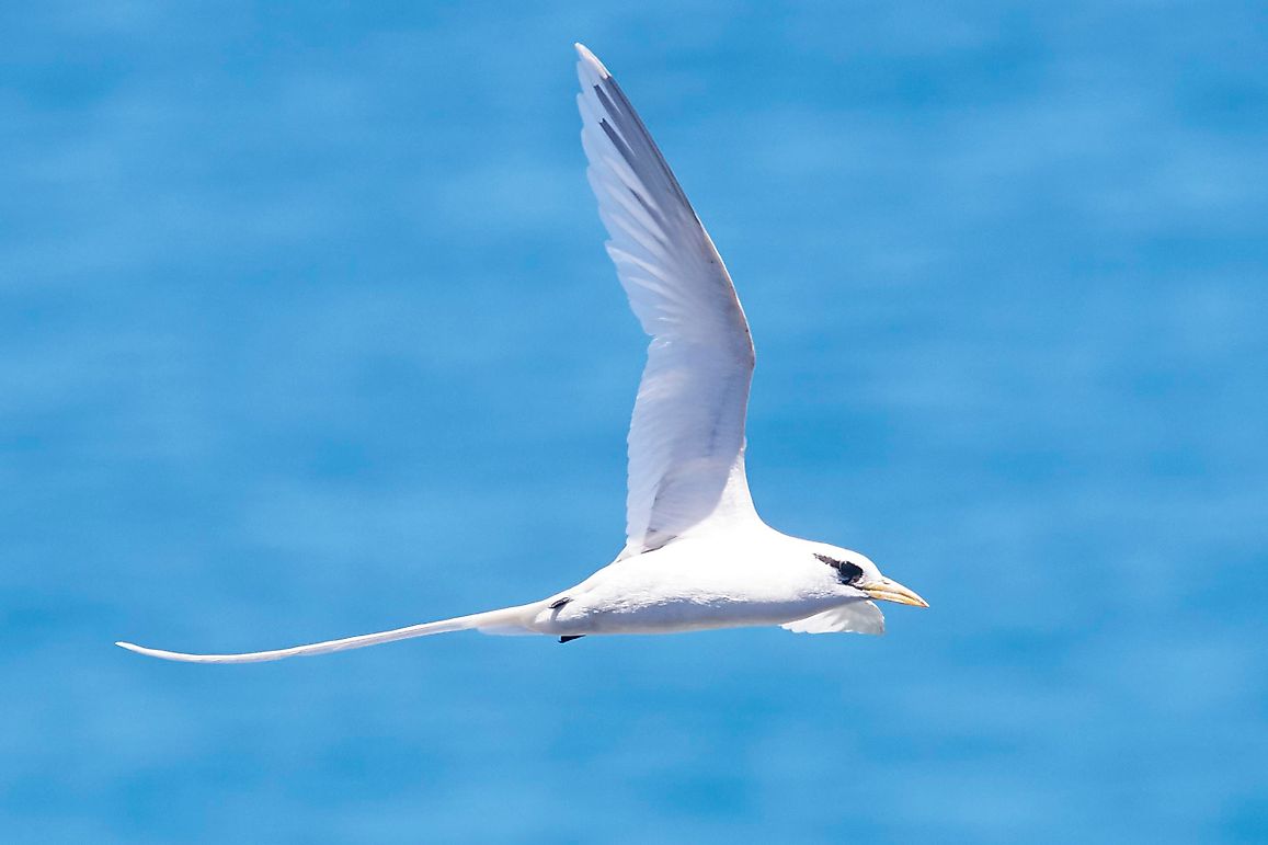 Birds of the Cayman Islands