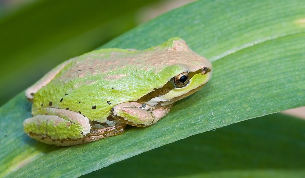 What Is The Washington State Amphibian?