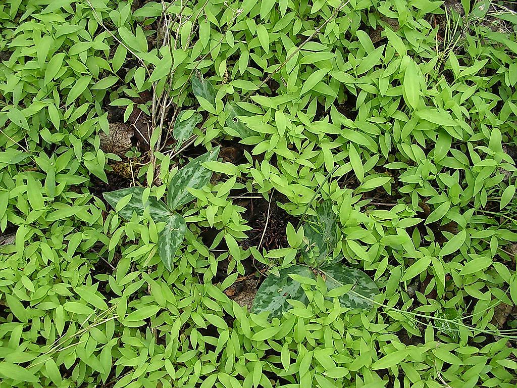 What is An Invasive Species?