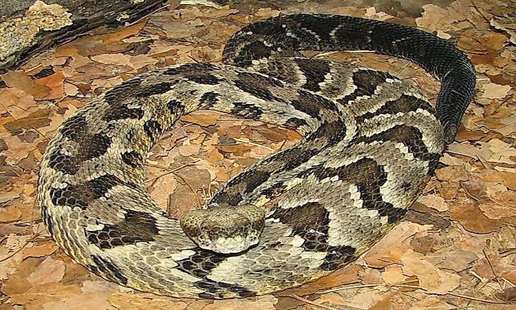 A List Of Venomous And Non-Venomous Snakes Of Alabama