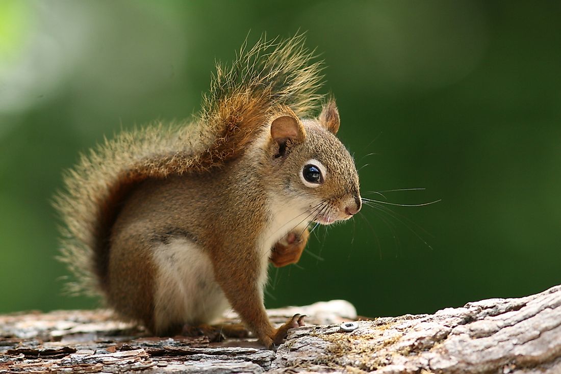 Grey Squirrel Growth Chart