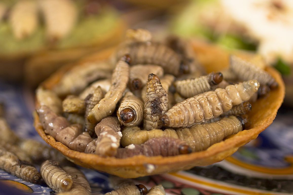 What Do Grubs, Ants, And Hornets Taste Like?