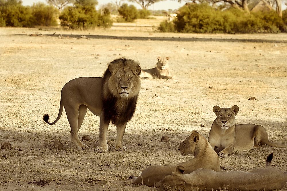 Trophy Hunter Claims the Life of Xanda, Cecil the Lion's Son