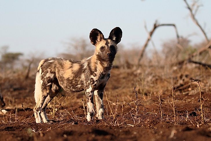 Endangered Mammals Of South Africa