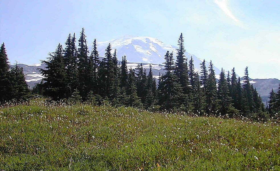 What Is A Tree Line?