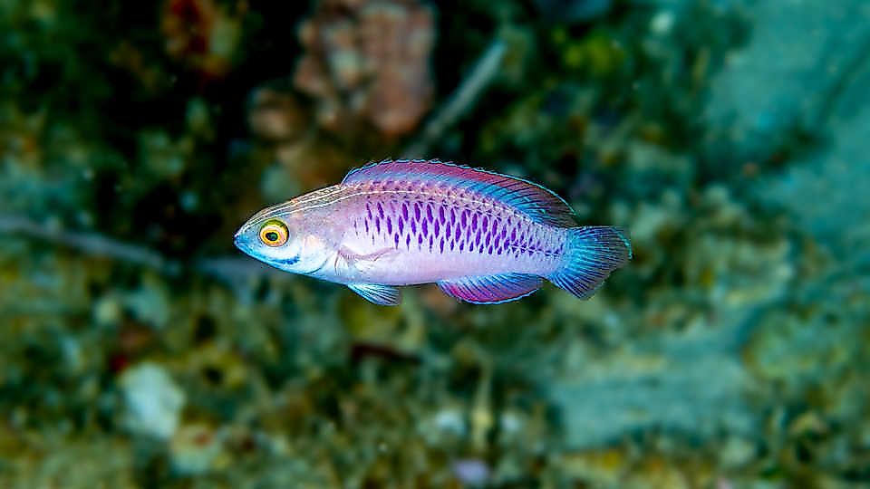 Top 10 New Species Discovered In 2019