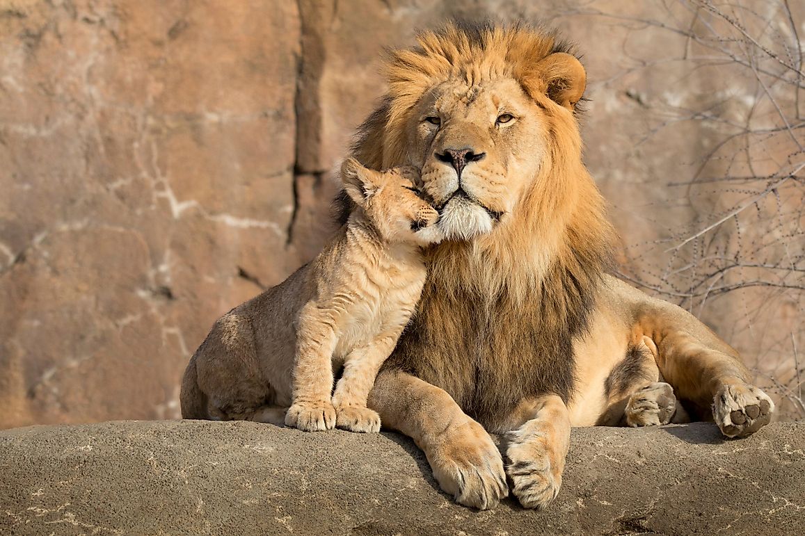 Why Do Some Animals Kill and Eat Their Young?