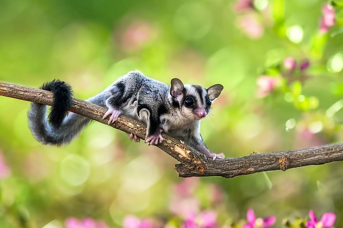 All You Wanted To Know About Sugar Gliders: Do Australian Possums Make Good Pets?