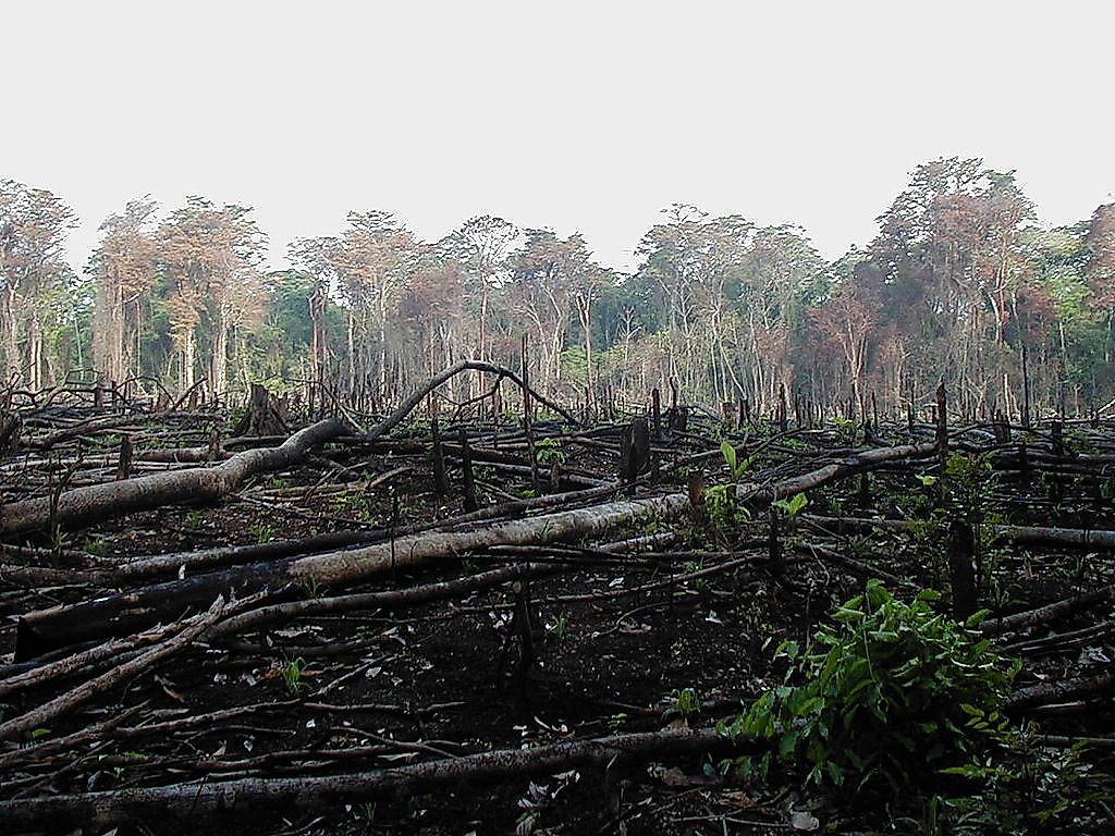 Deforestation Triggered By Charcoal Production Around The World