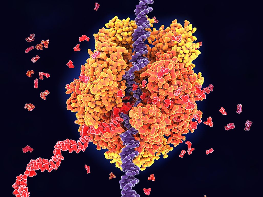 How Often Does DNA Polymerase Make A Mistake?