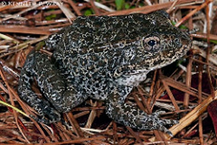 Most Endangered Amphibians Of The United States Of America