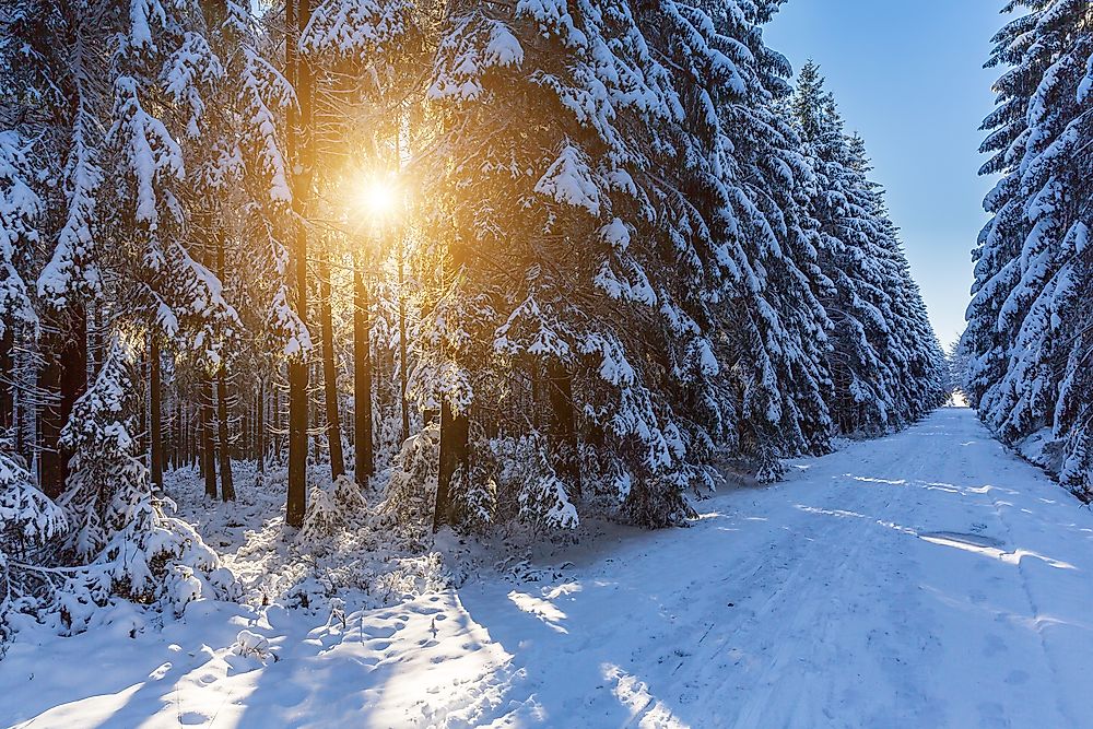 Types of Forests Found in Canada