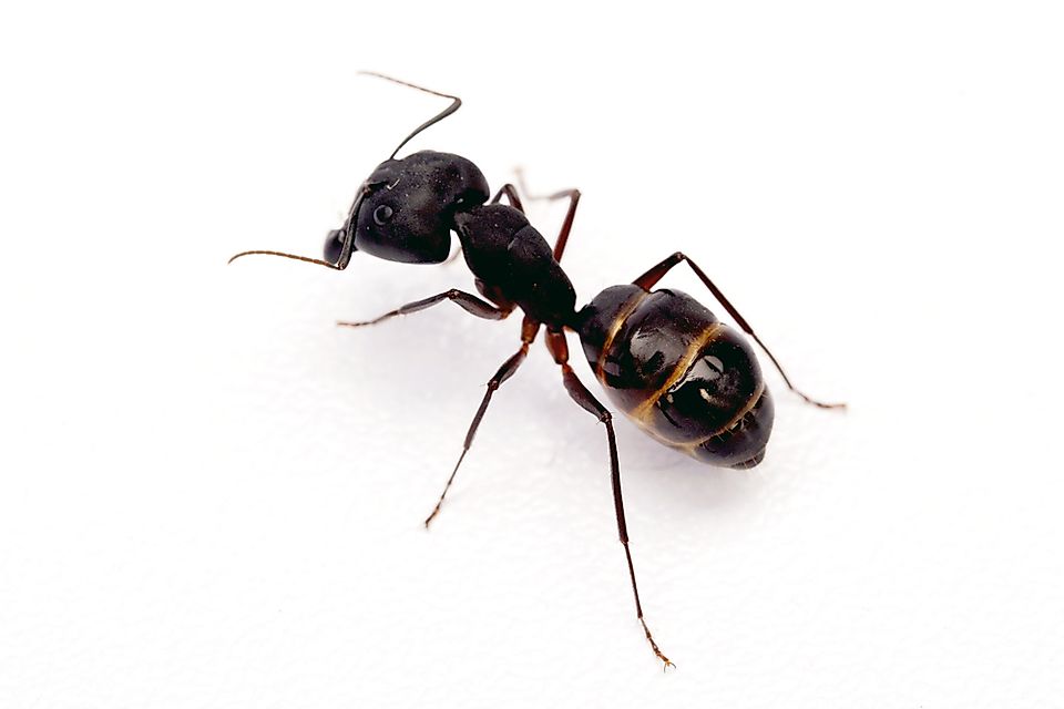 Fascinating Facts About Ants