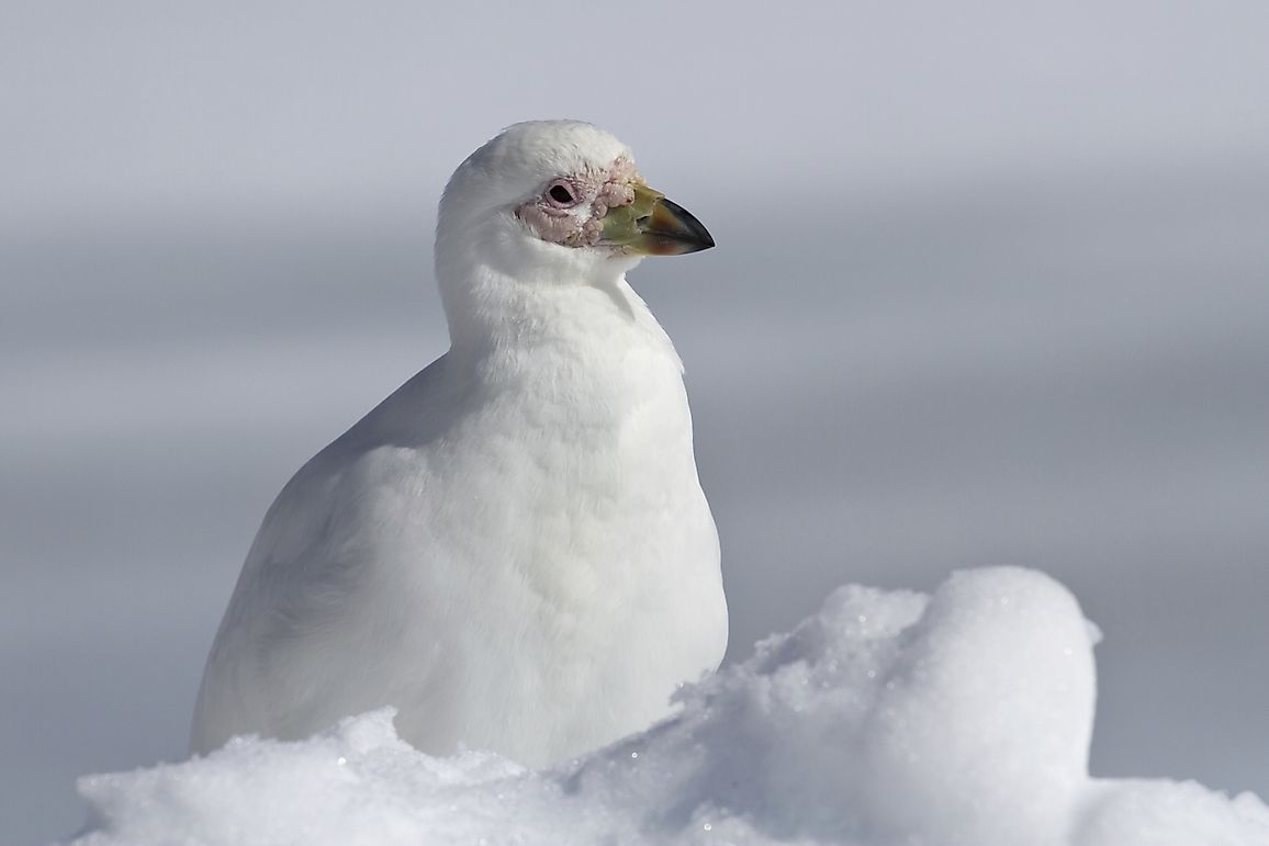 Snowy Sheathbill Facts: Animals of Antarctica