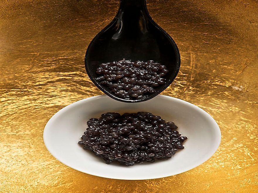 The Illegal Caviar Trade - Countries Most Involved