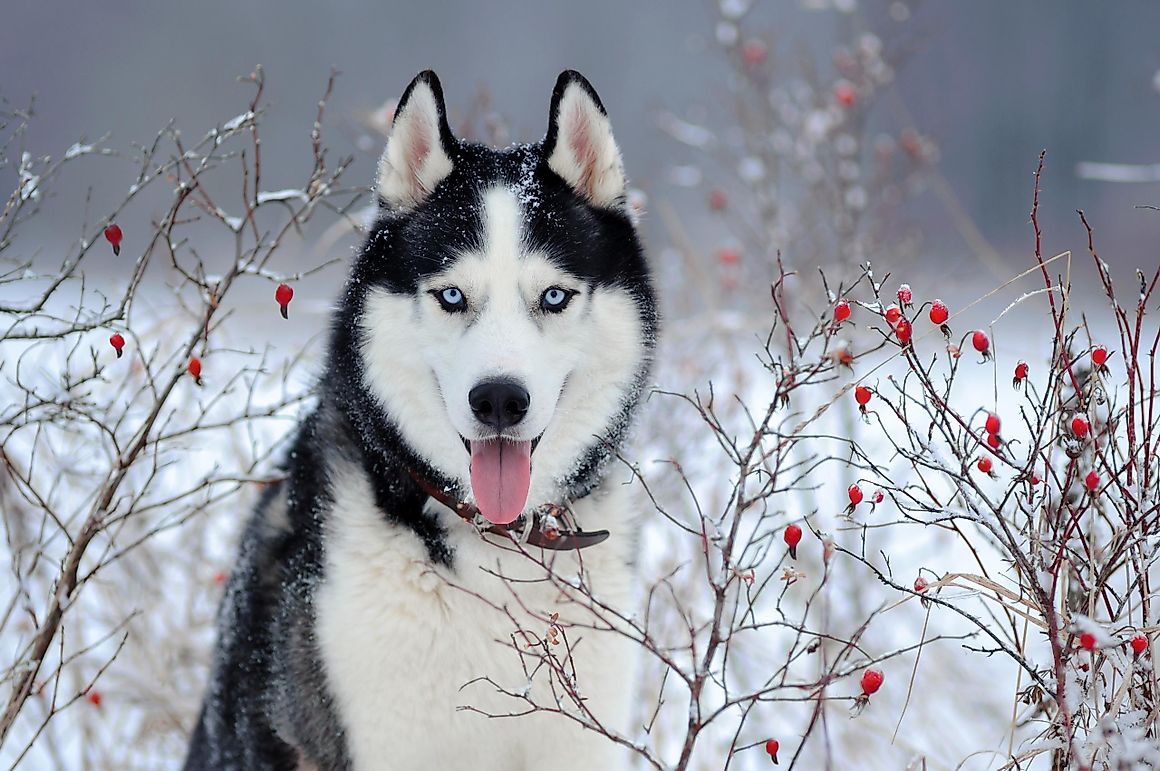 10 Myths and Facts About Owning A Siberian Husky