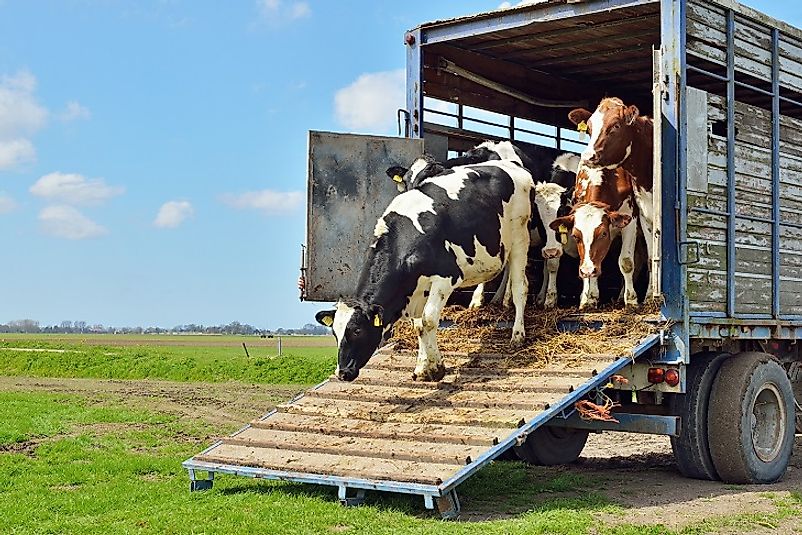 Top 20 Exporters Of Live Cattle