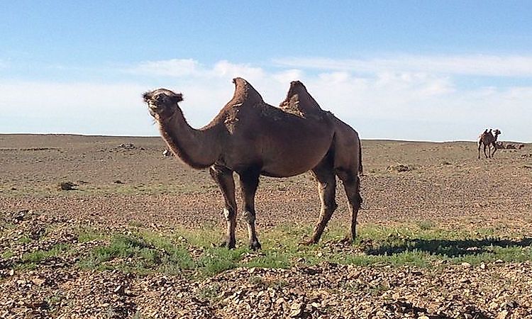 What Animals Live In The Gobi Desert?