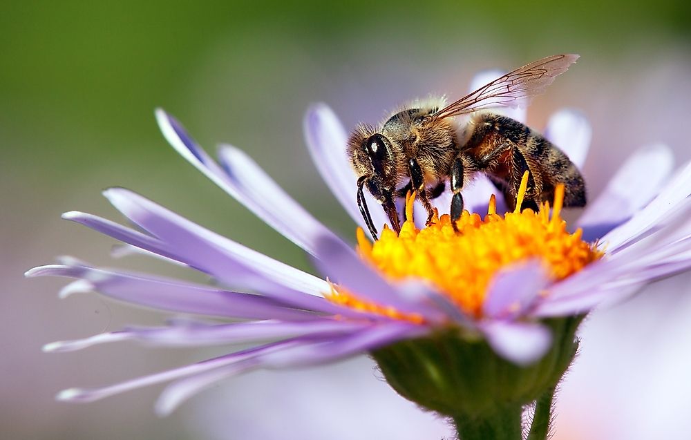 Why Are Honey Bees Important To Us?