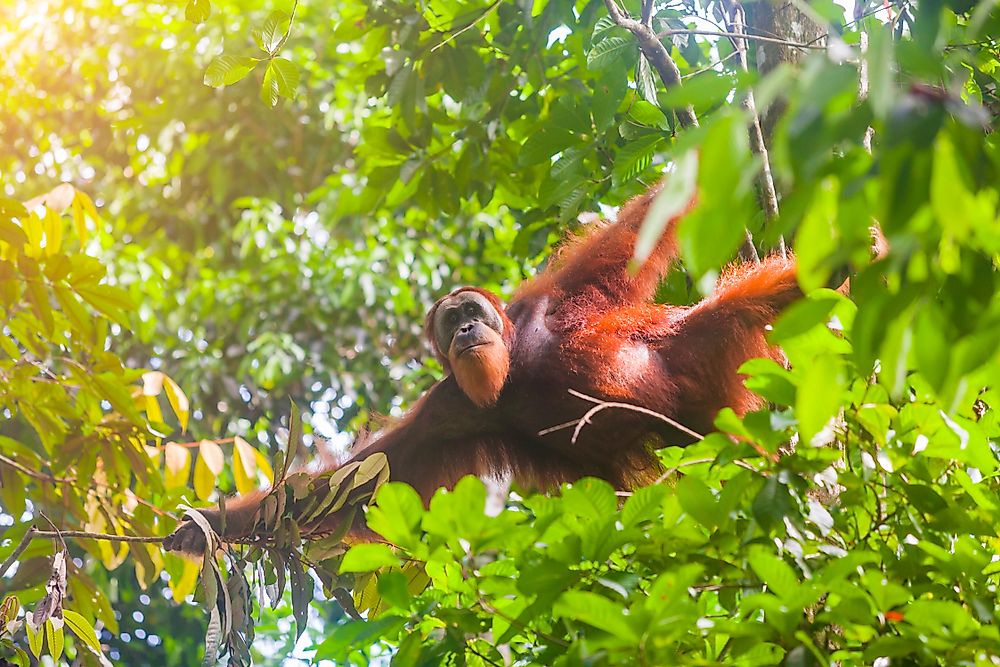 Critically Endangered Species And Subspecies Of Great Apes