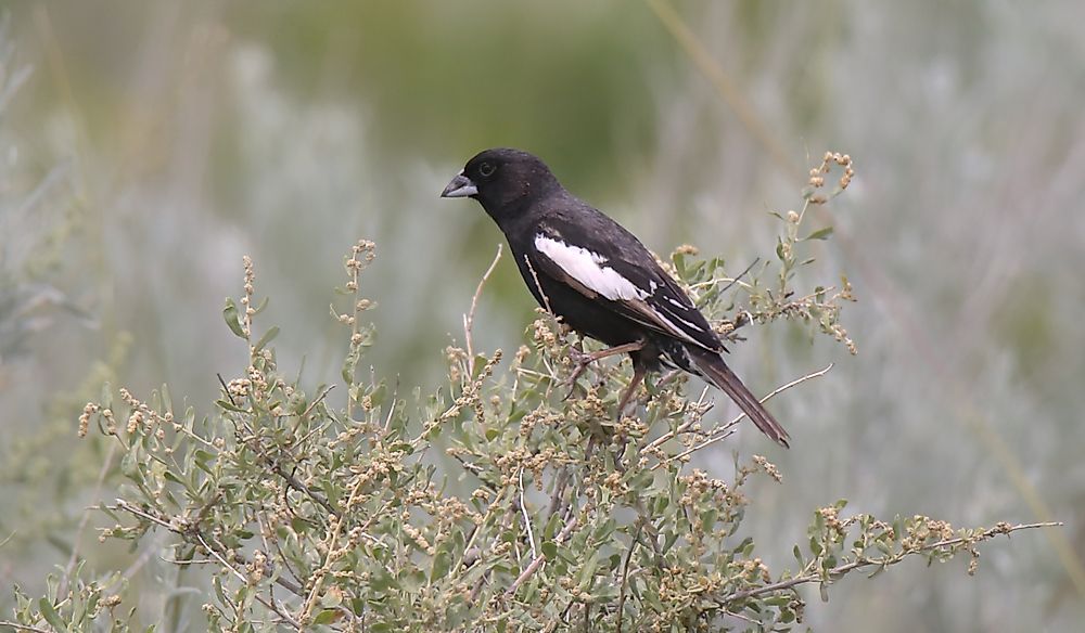 What Is The Colorado State Bird?